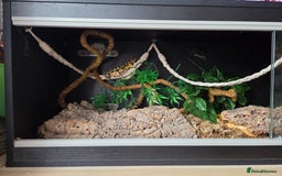 Python Snake reptiles for sale: Royal Python complete set up - Image 6