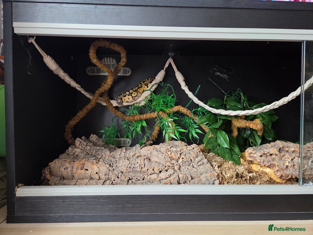 Python Snake reptiles for sale: Royal Python complete set up - Image 6