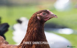 Chickens poultry for sale: Point of Lay Chickens - 15 Varieties now ready in Newent - Image 14