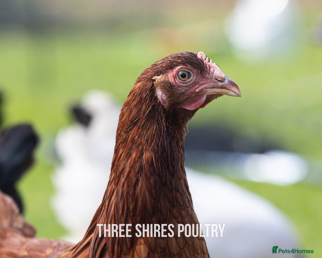 Chickens poultry for sale: Point of Lay Chickens - 15 Varieties now ready in Newent - Image 14