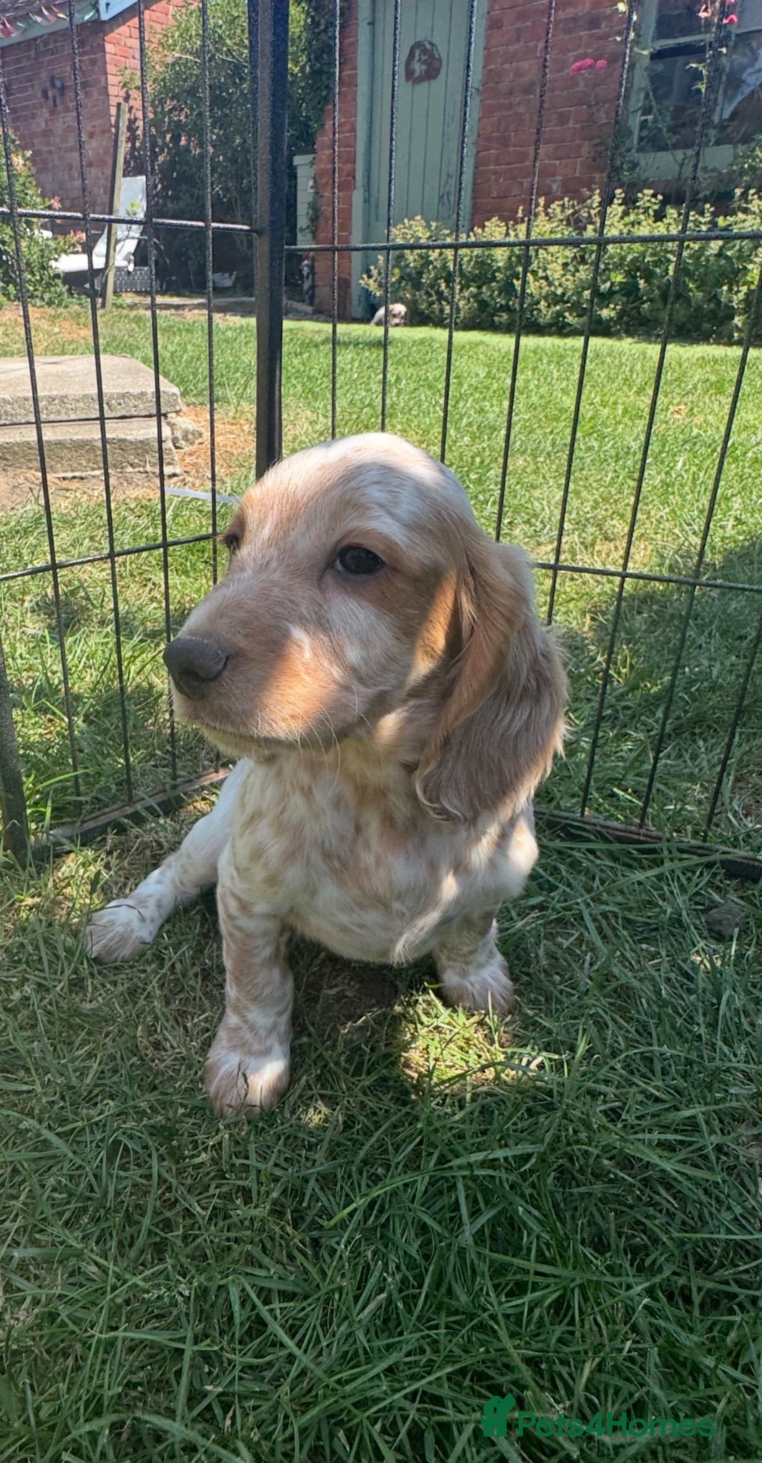Cocker Spaniel dogs Ready now! Quality working cocker spaniel puppies  - Advert 4