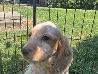 Cocker Spaniel dogs Ready now! Quality working cocker spaniel puppies - Advert 4