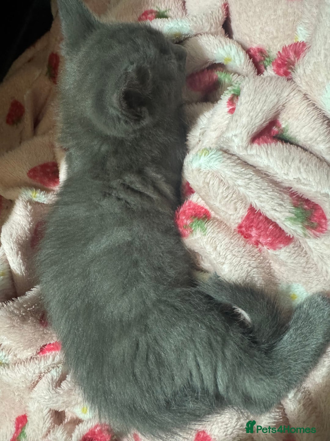 Ragdoll cats for sale: Solid Grey Ragdoll Boy  - Advert 4