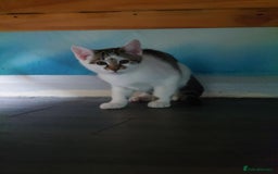 Bengal cats for sale: 2 beautiful Bengal mix - Image 2