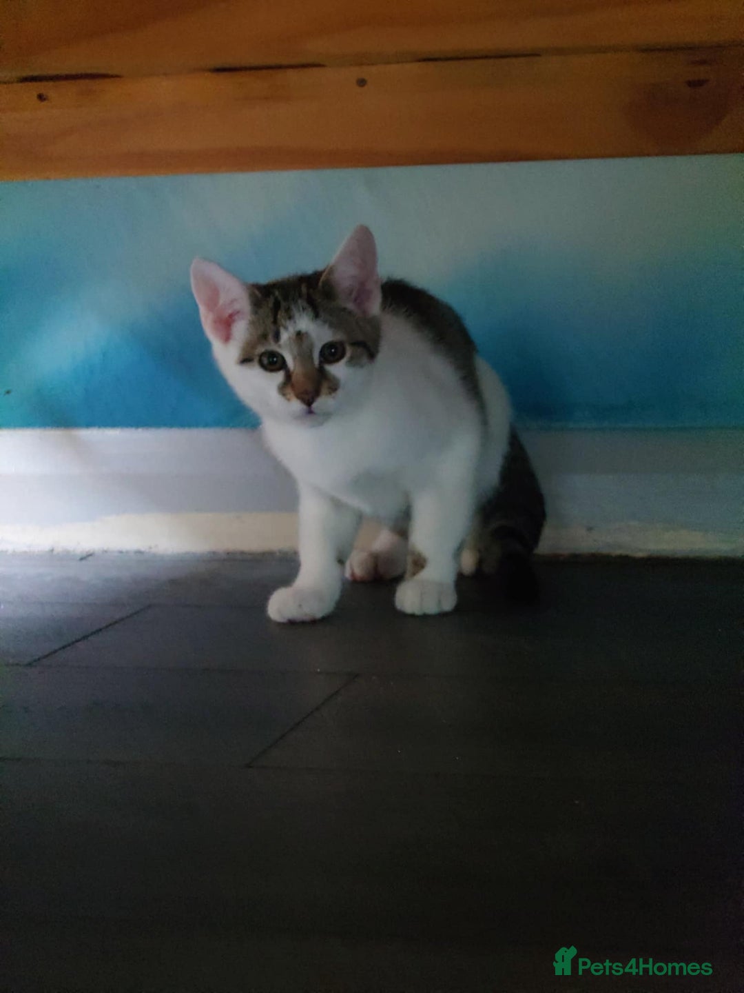 Bengal cats for sale: 2 beautiful Bengal mix - Image 2