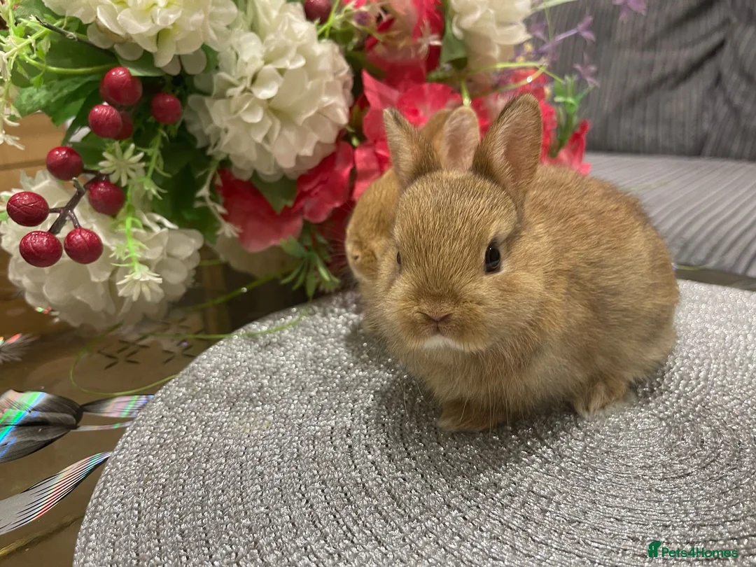 Netherland Dwarf rabbits for sale: Bunnies  in London - Advert 37
