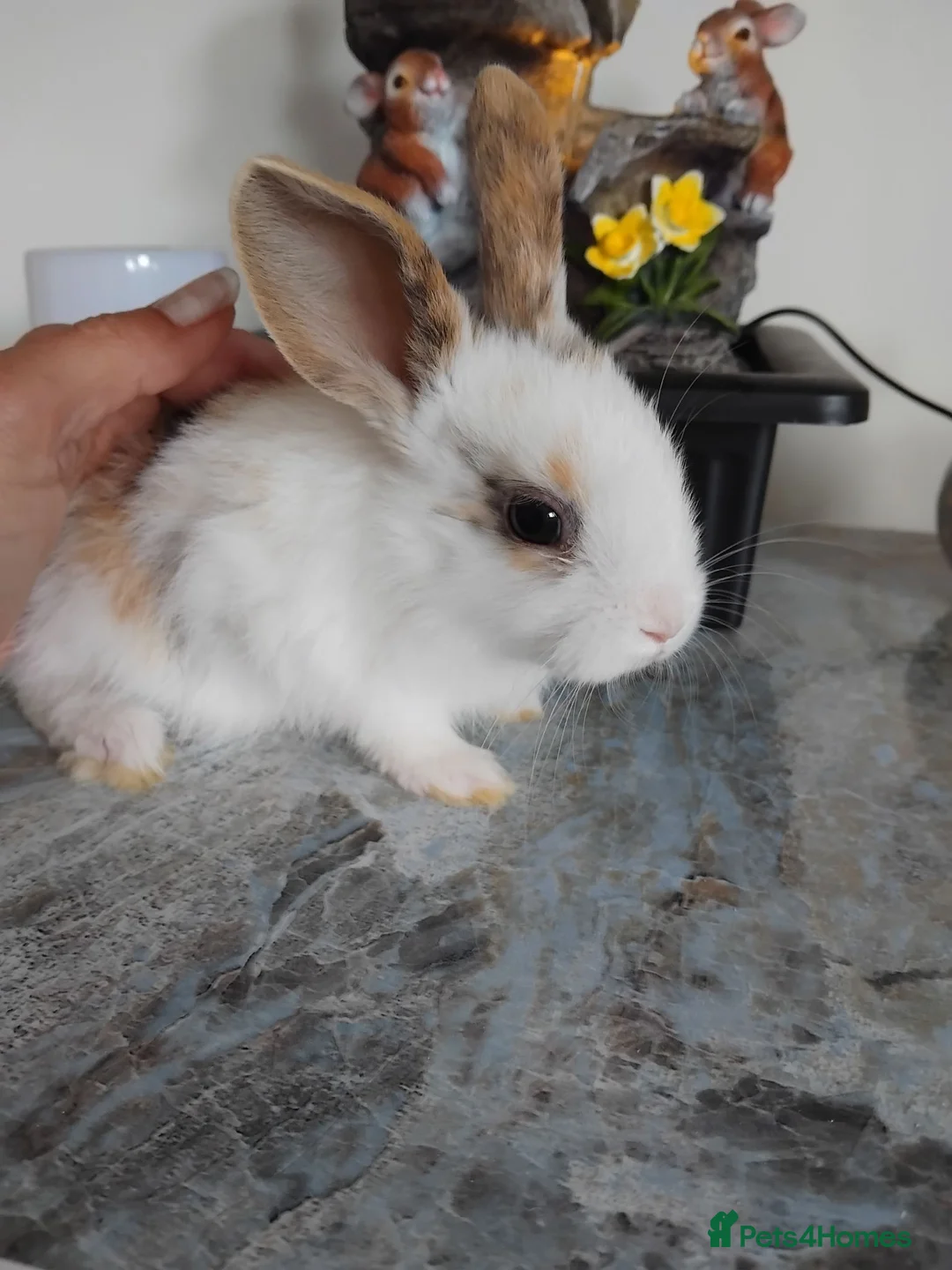 Mini Lop rabbits for sale: Baby lops - Advert 1