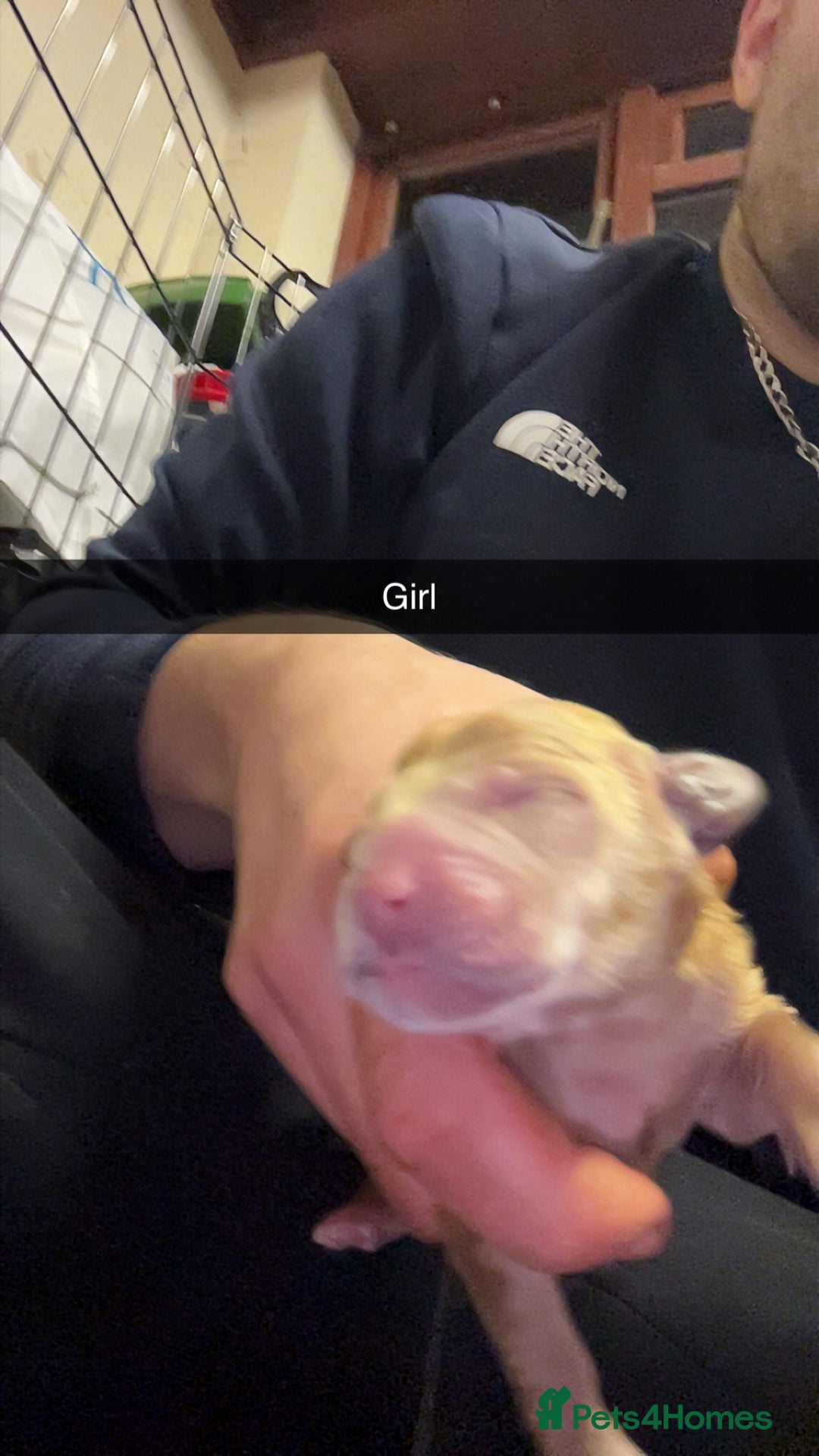 Goldendoodle dogs for sale: F1 golden doodle - Advert 5