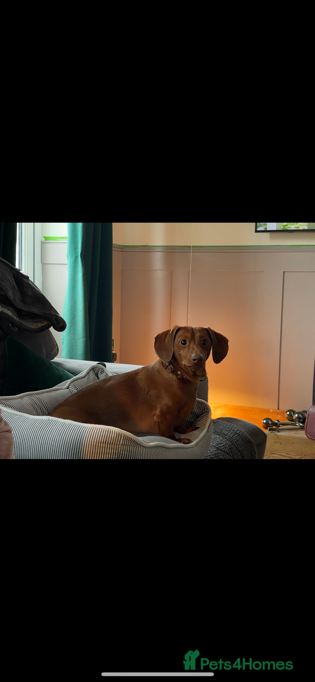 Mixed Breed dogs for sale: Miniature dachshund cross - Image 10