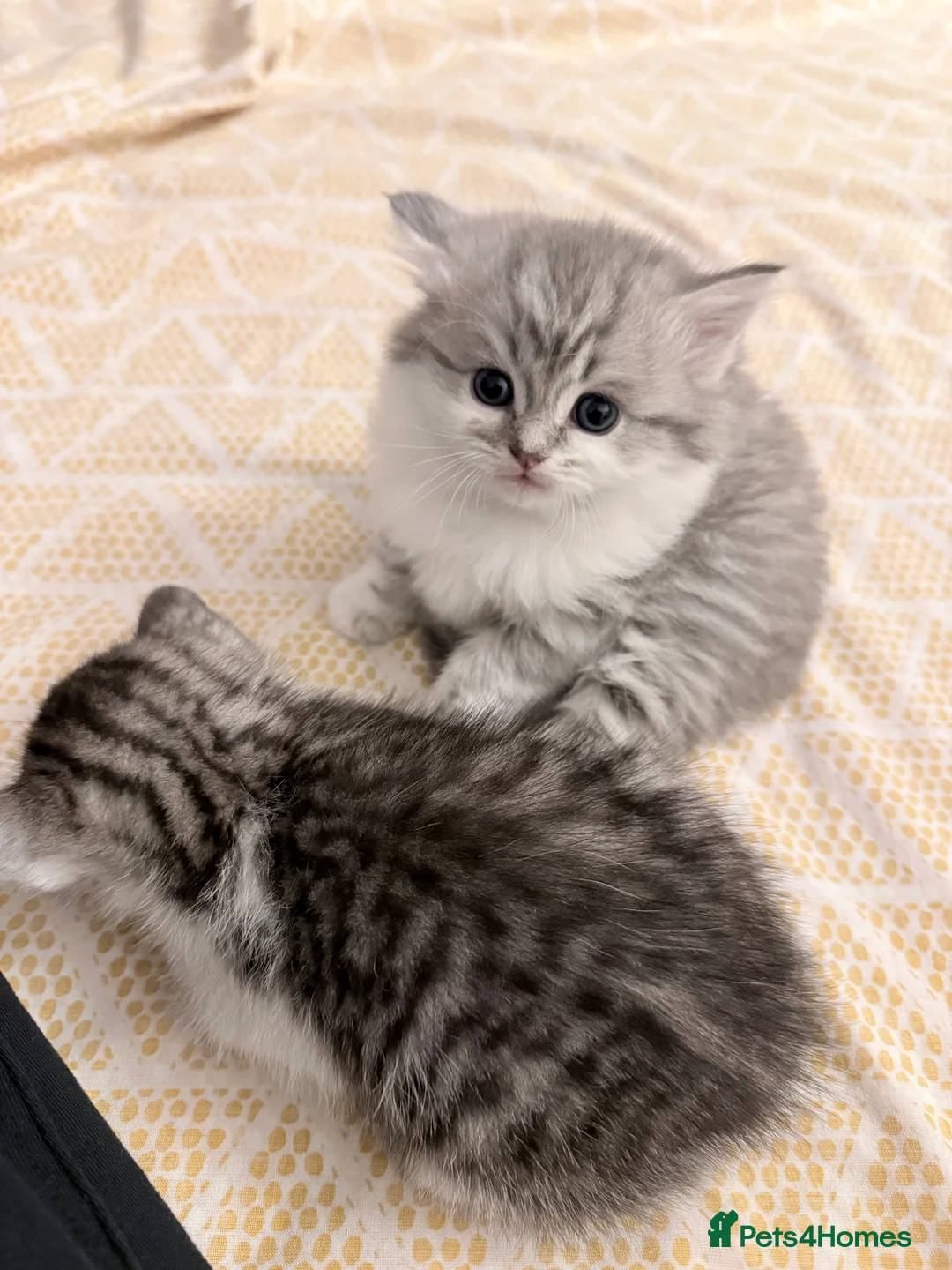 British Longhair cats for sale:  4 kitten Bsh & blh - Advert 7