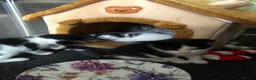 Mixed Breed cats for sale: Kittens for sale  - Advert 13