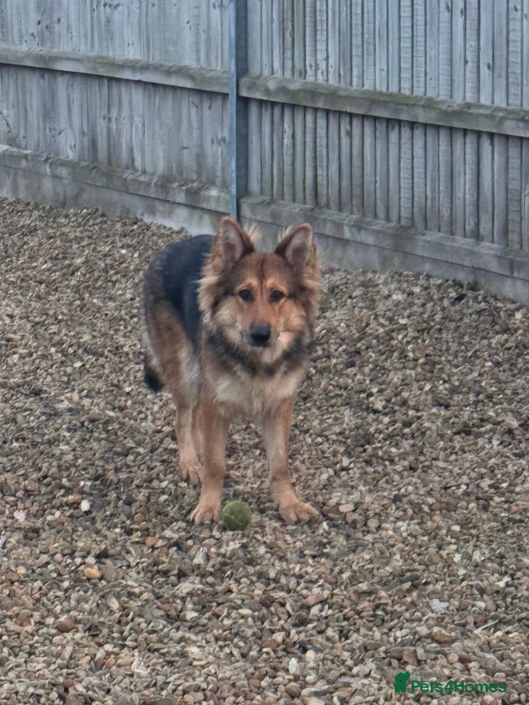 German Shepherd dogs for sale: Rehoming due to health issues  - Advert 3