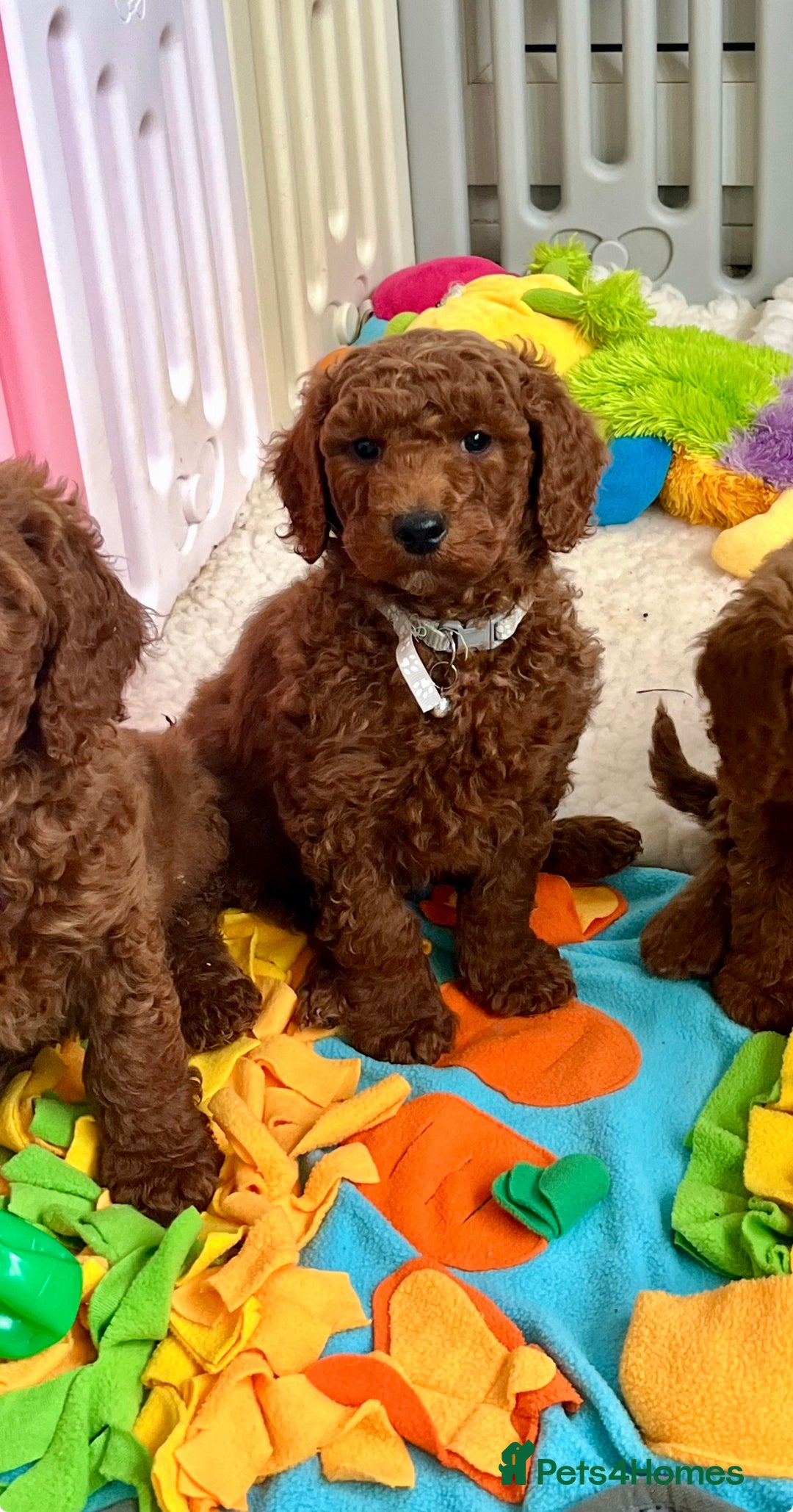 Goldendoodle dogs for sale: multigenerational Australian Golden doubledoodles - Advert 6
