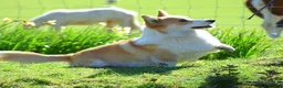 Welsh Corgi Pembroke dogs for stud: Beautiful Pembrokeshire Corgi Stud Dog in Machynlleth - Advert 10