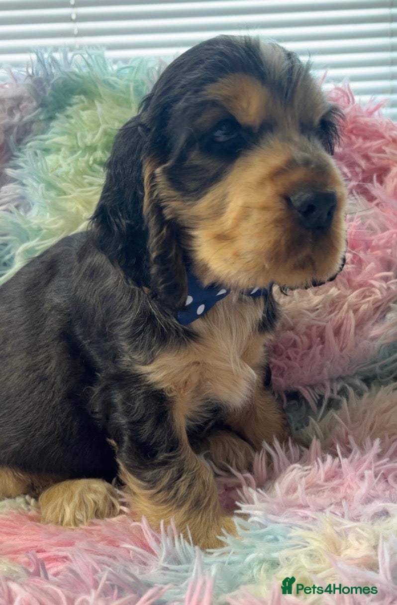 Cocker Spaniel dogs Champion Bloodlines KC Reg Show Cocker Spaniels - Advert 14