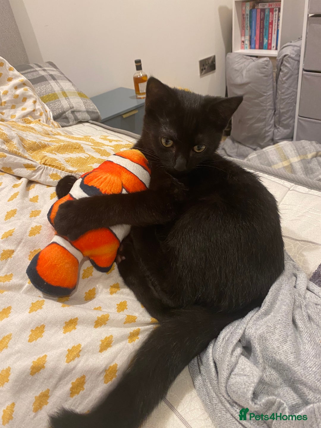 British Shorthair cats for sale: 2 Male Cats, Aged 2 and 8 months - Image 6