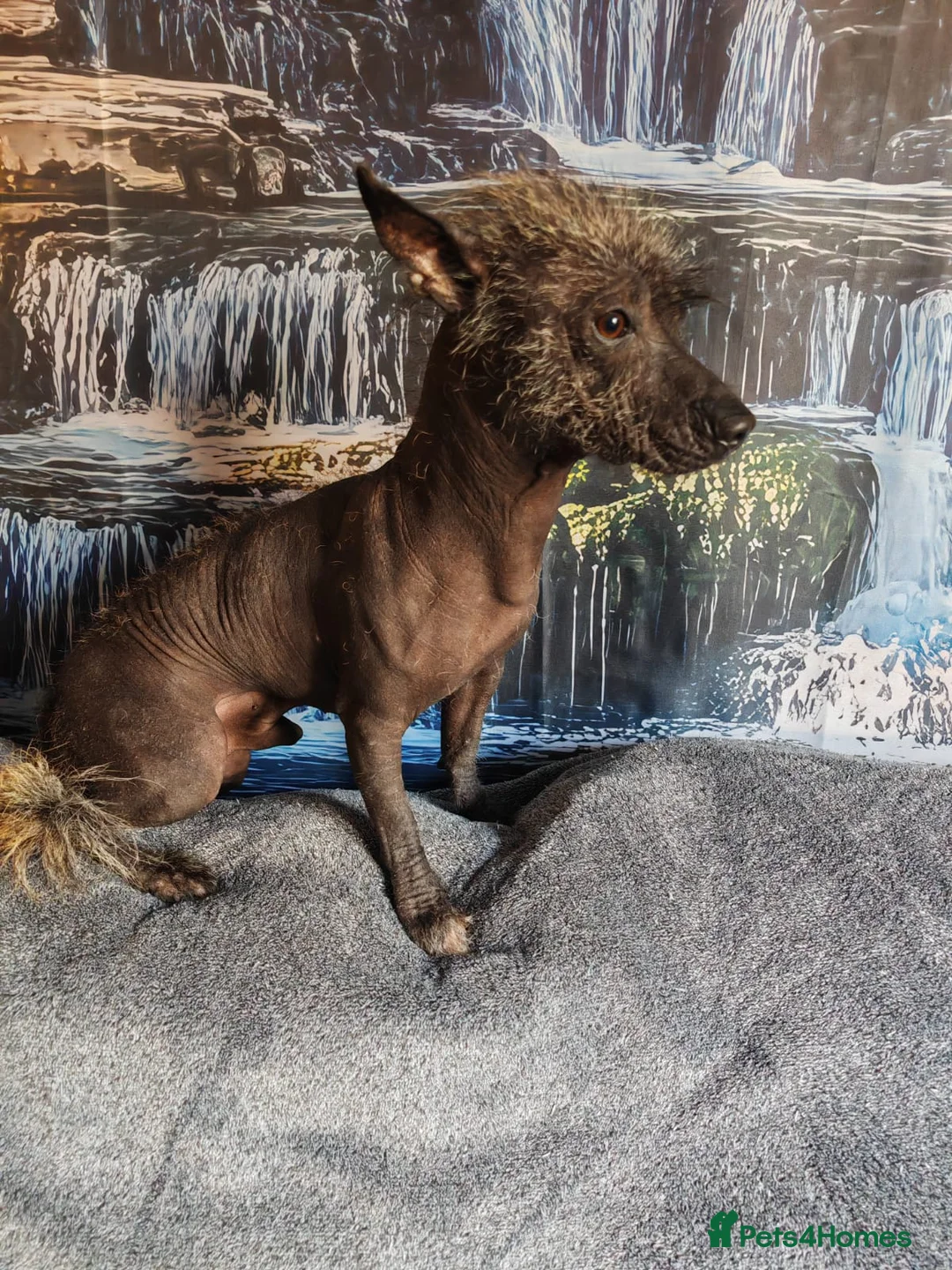 Mexican Hairless dogs for stud: Mr Zoro for stud - Advert 2