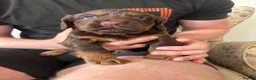Cocker Spaniel dogs for sale: Stunning Litter Of Cocker Puppies for sale  in Penrith - Advert 8