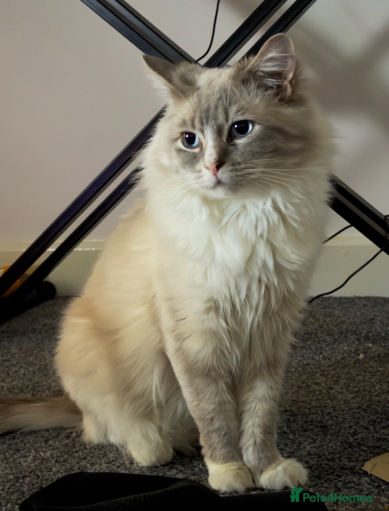 Ragdoll cats Rare male torbie mitted lynx ragdoll cat - Advert 1