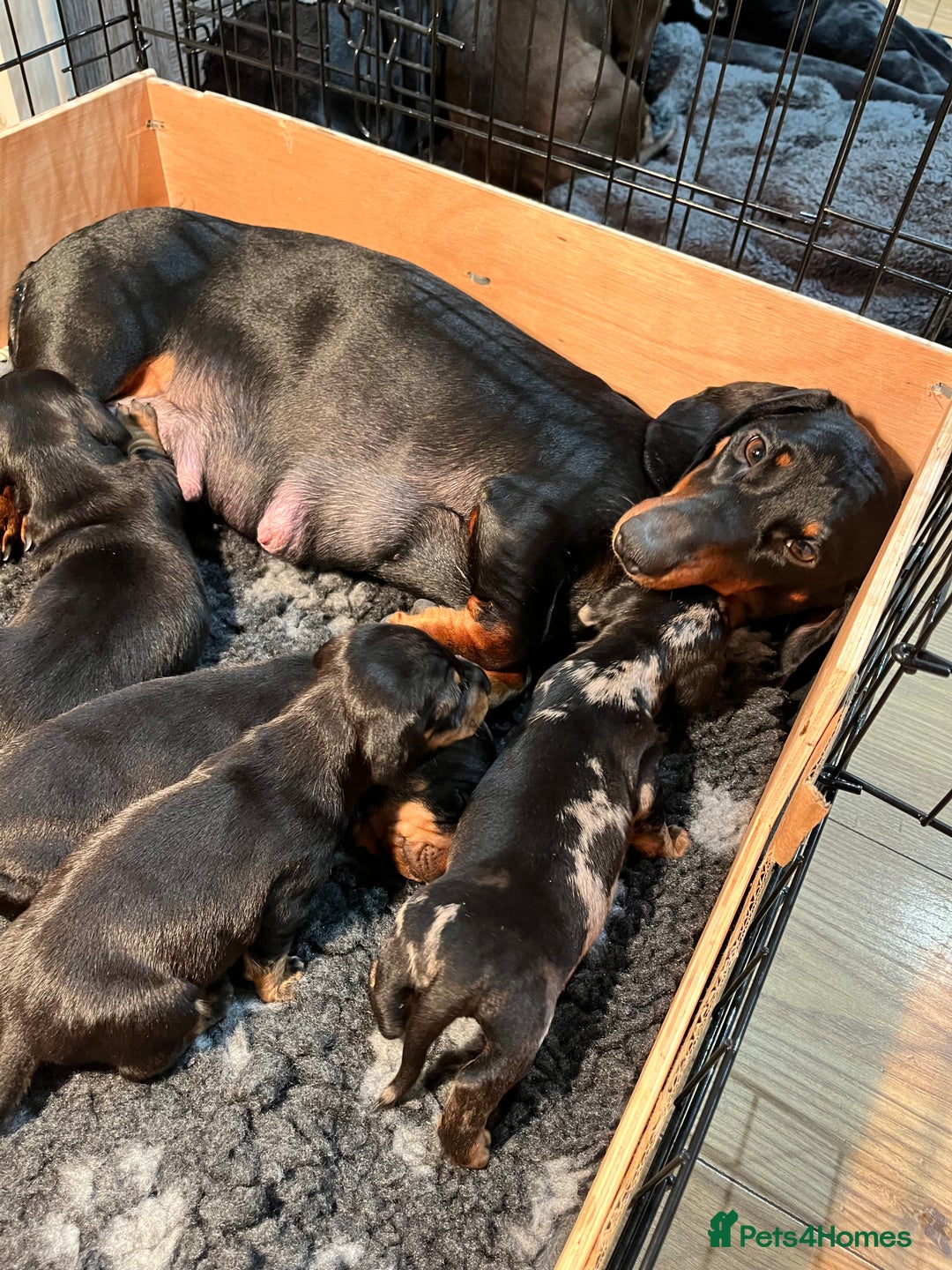 Dachshund dogs for sale: Dachshund puppies - Advert 4
