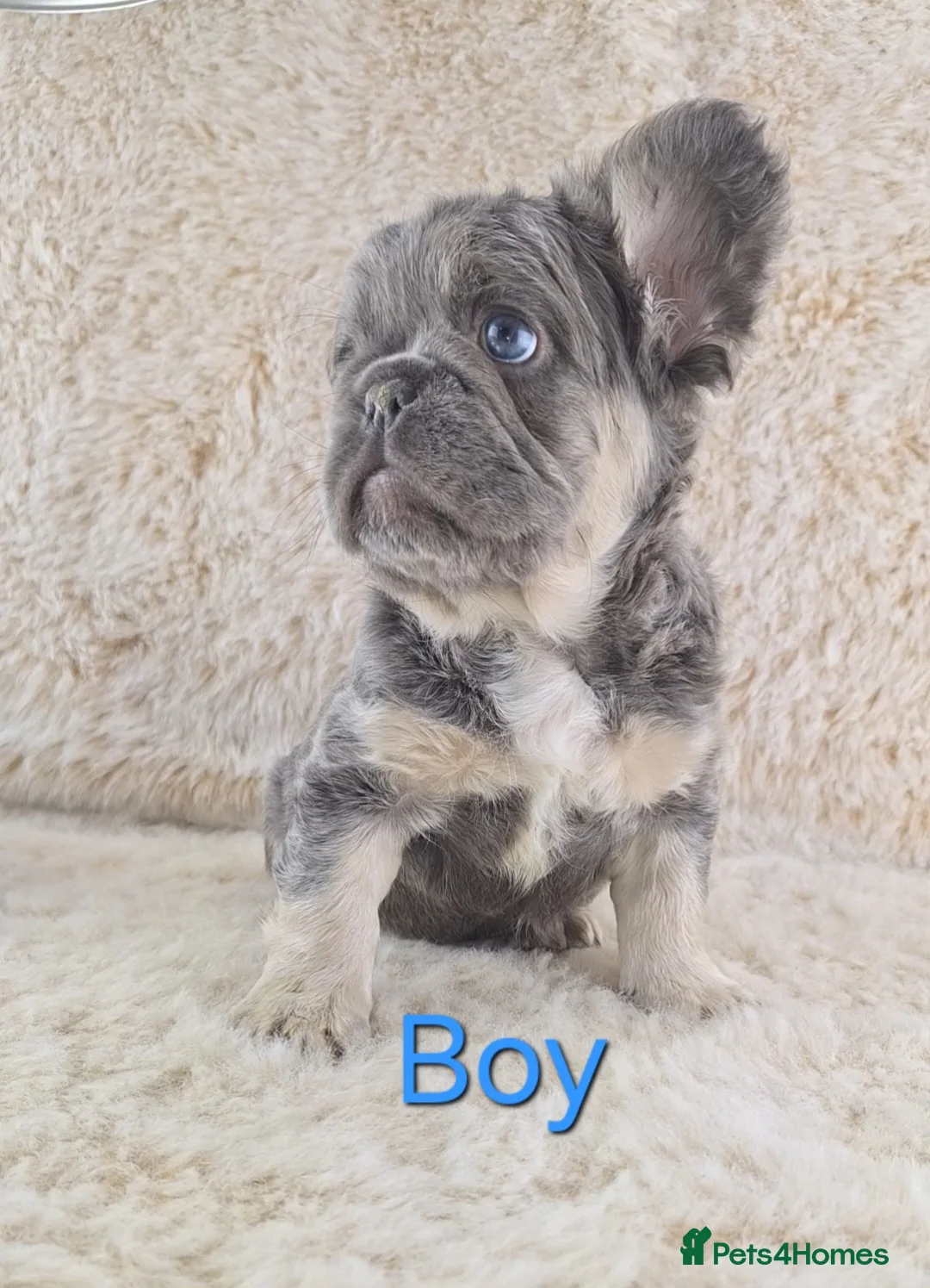 French Bulldog dogs for sale: Fluffy Lilac And Tan French Bulldogs  - Advert 7