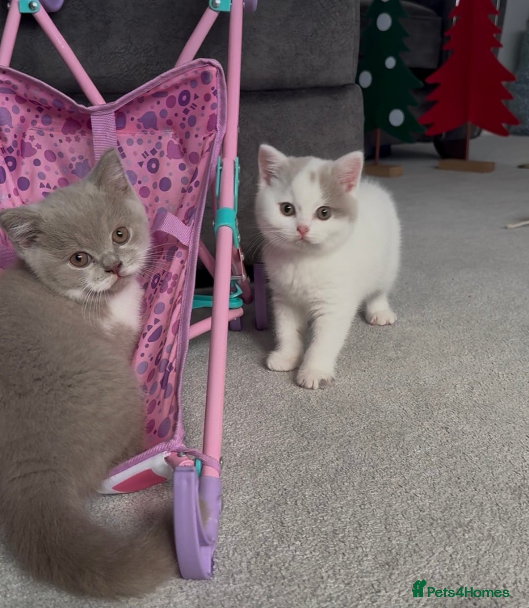 British Shorthair cats for sale: Registered British short hair babies available  - Advert 11