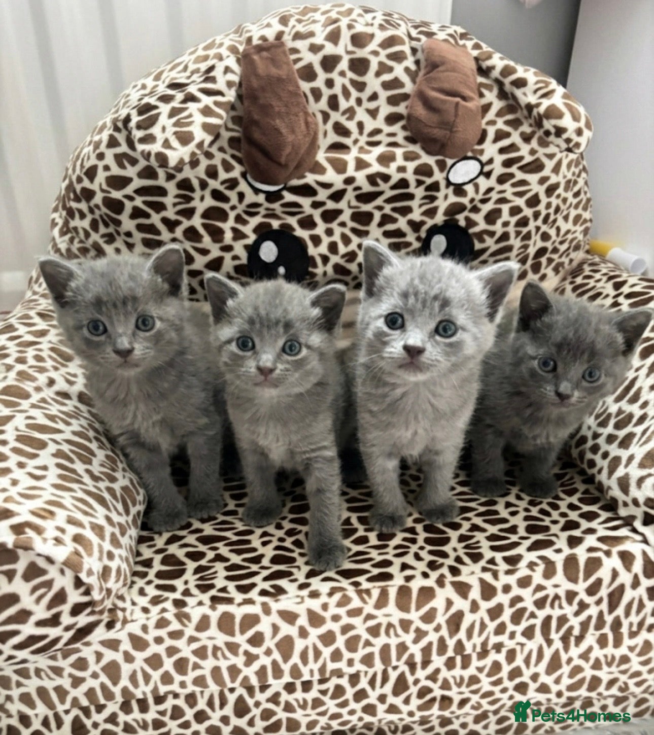 Mixed Breed cats Russian Blue/ Sphynx Kittens   - Advert 5