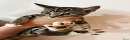 Mixed Breed cats for sale: Kittens ready to go! - Advert 2