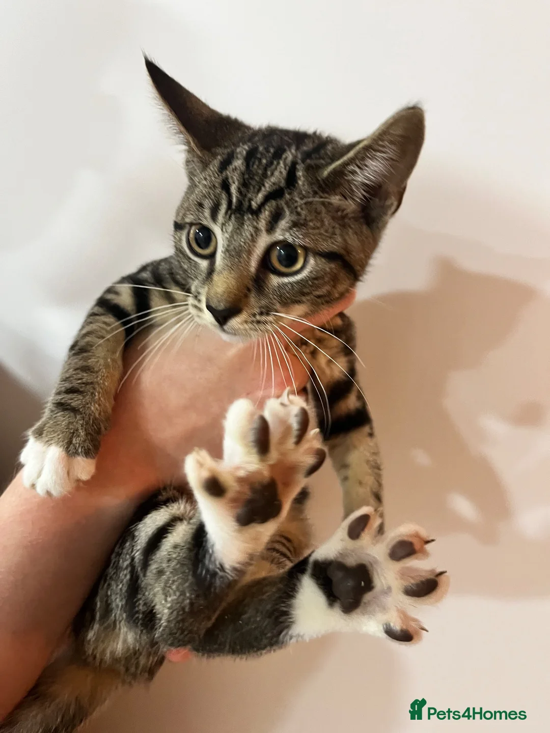 Mixed Breed cats for sale: Kittens ready to go! - Advert 2