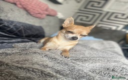 Chihuahua dogs for sale: 2 chihuahua girl puppies  - Advert 1