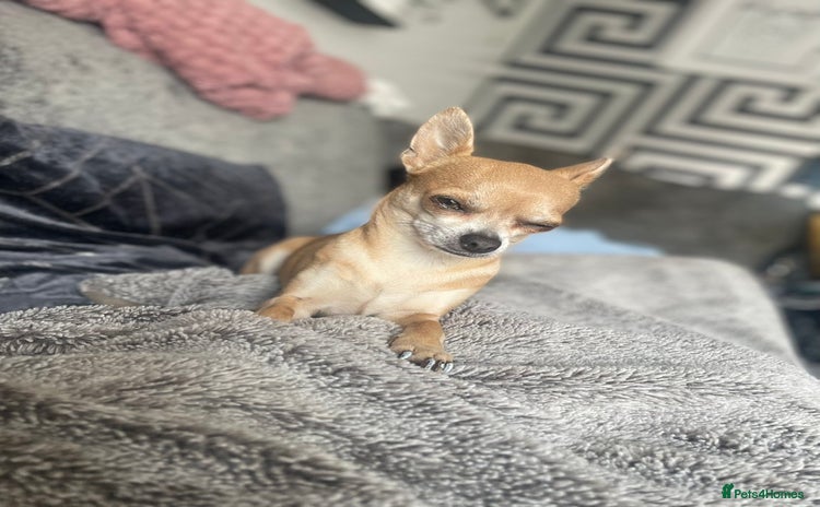 Chihuahua dogs 2 chihuahua girl puppies  - Advert 4