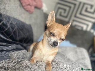 Chihuahua dogs for sale: 2 chihuahua girl puppies - Advert 1