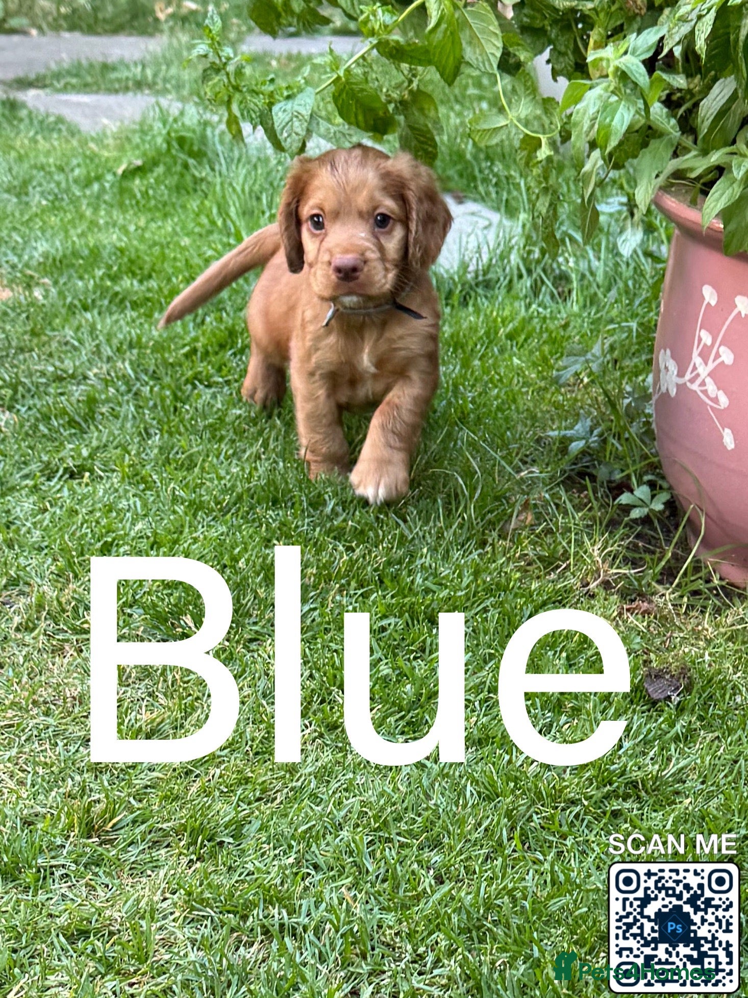 Cocker Spaniel dogs Cockers  - Advert 13