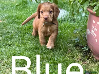 Cocker Spaniel dogs Cockers - Advert 10
