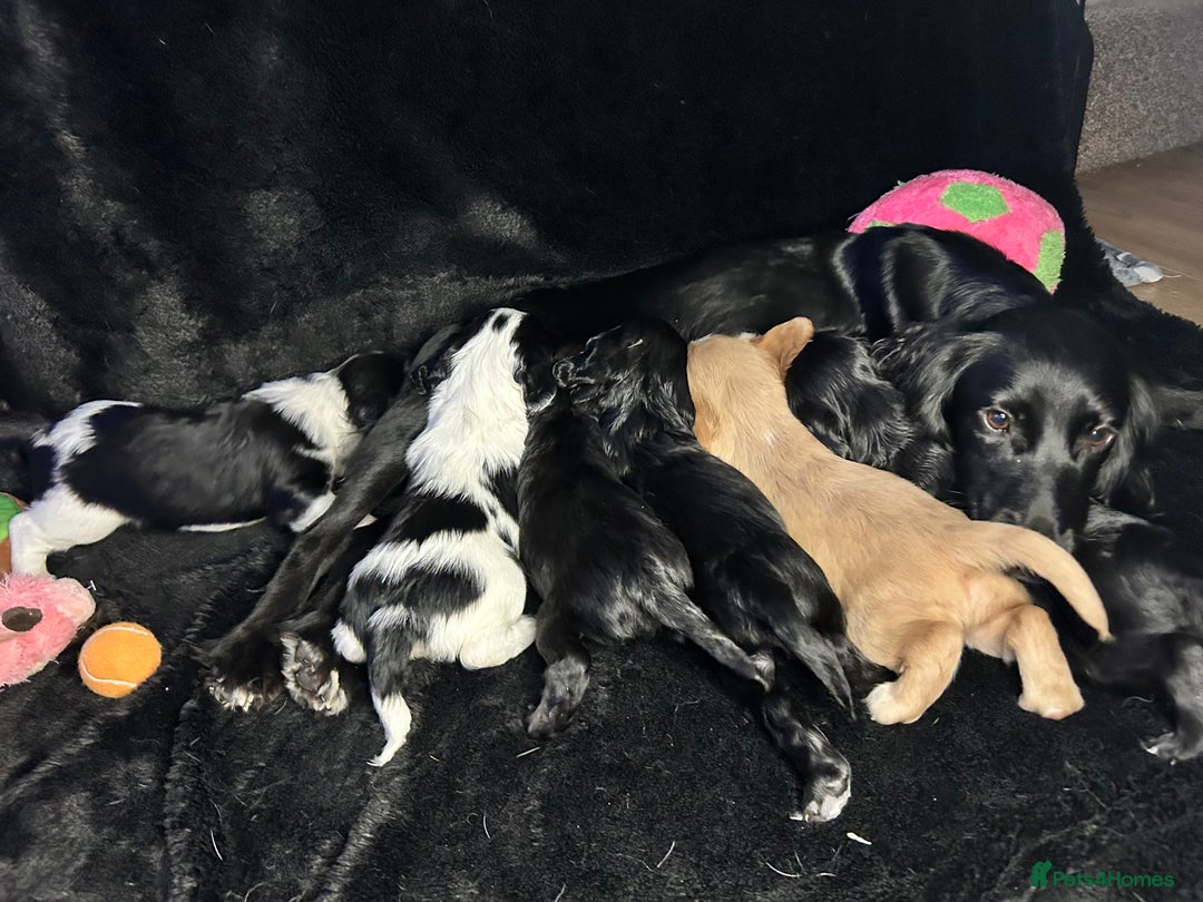 Sprocker dogs for sale: 3 Beautiful sprocker puppies - Advert 5