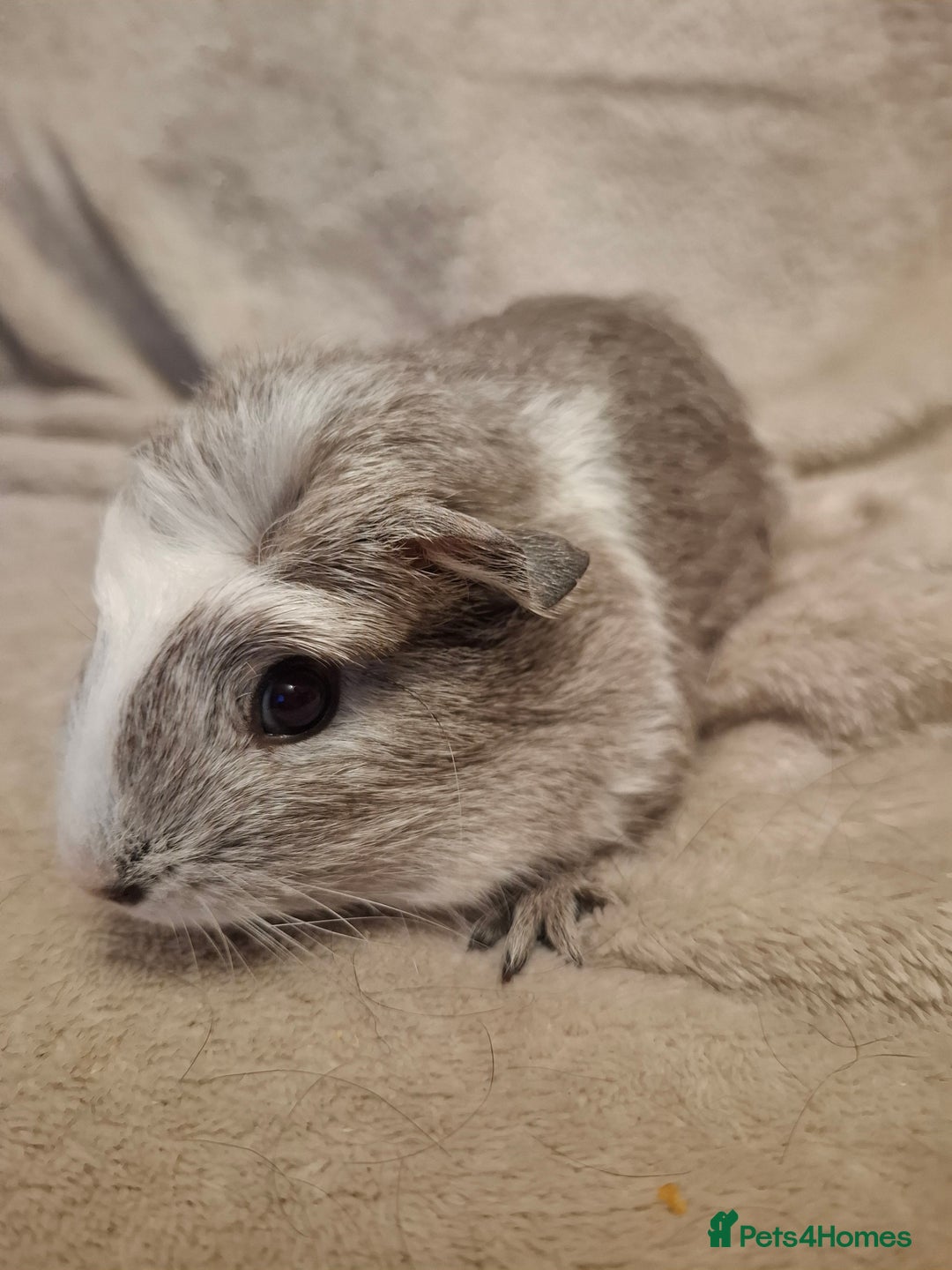 Guinea Pig rodents for sale: Female Guinea Pig Pairs  - Advert 6