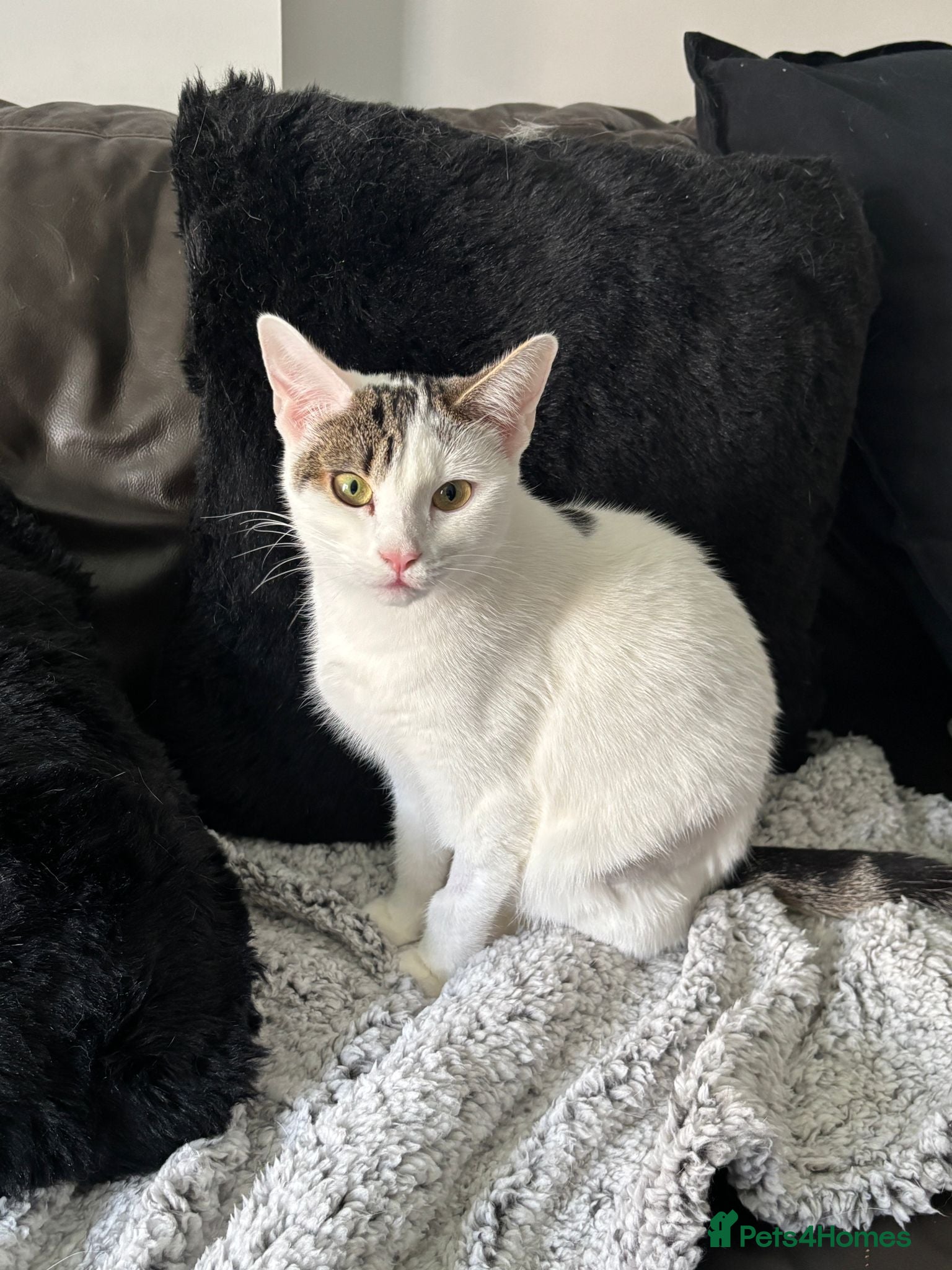 Domestic Shorthair cats Sensitive Lily - Adopt Cats in Crisis East Ldn - Advert 2