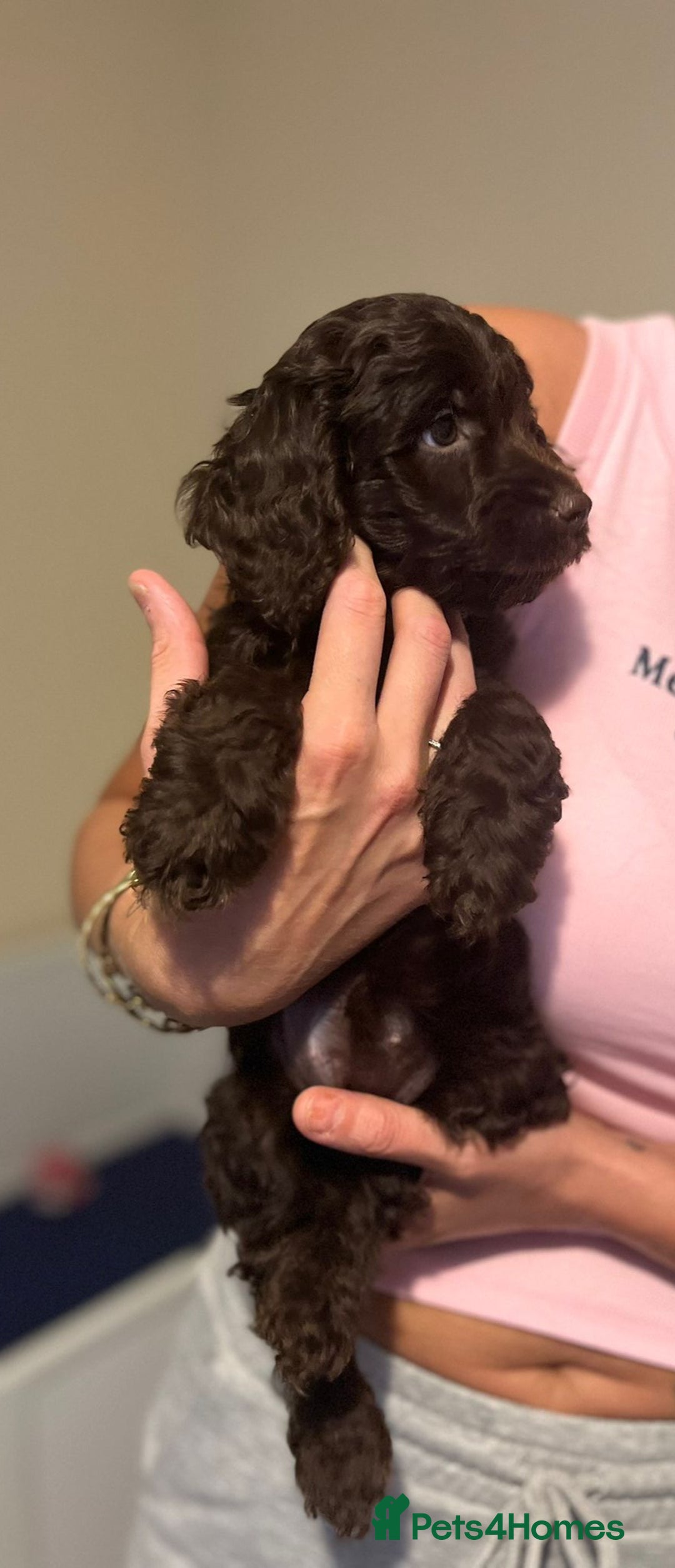 Cockapoo dogs for sale: Ready to leave Minature F1 PRA clear cockapoo pups - Image 28