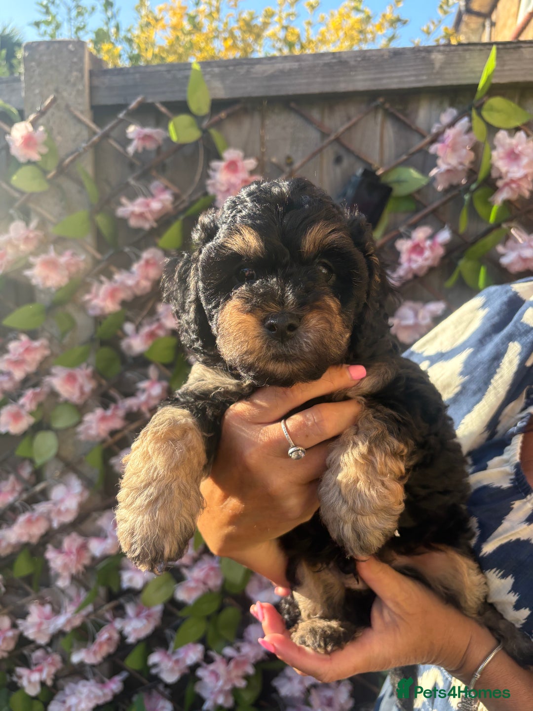 Cavapoo dogs for sale: REDUCED! 1 gorgeous little boy left and ready! in Grays - Image 5