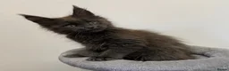 Maine Coon cats for sale: Pedigree GCCF Russian Kazakhstan import line - Advert 7