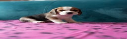 Beagle dogs for sale: Adorable Beagle Puppies for Sale - Advert 9