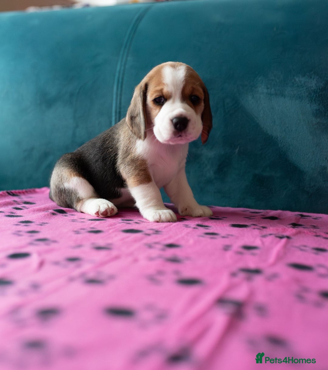 Beagle dogs for sale: Adorable Beagle Puppies for Sale - Advert 9