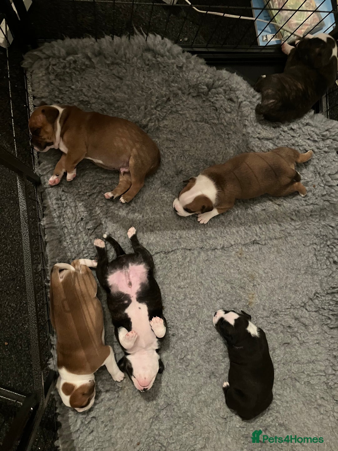 Staffordshire Bull Terrier dogs for sale: Kc Staffordshire bull terrior puppies - Image 12