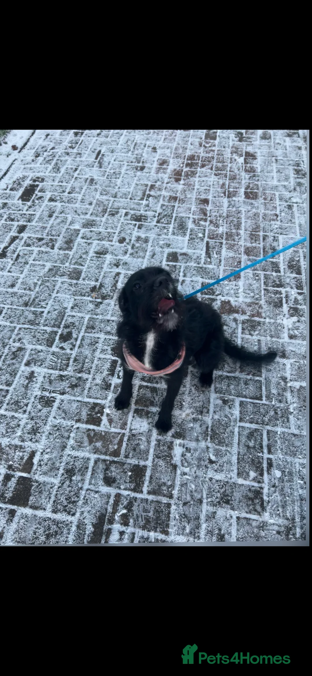 Mixed Breed dogs for sale: Willow  in Livingston - Advert 3