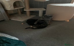 Mixed Breed cats for sale: Black Mixed Breed Kittens - Image 3