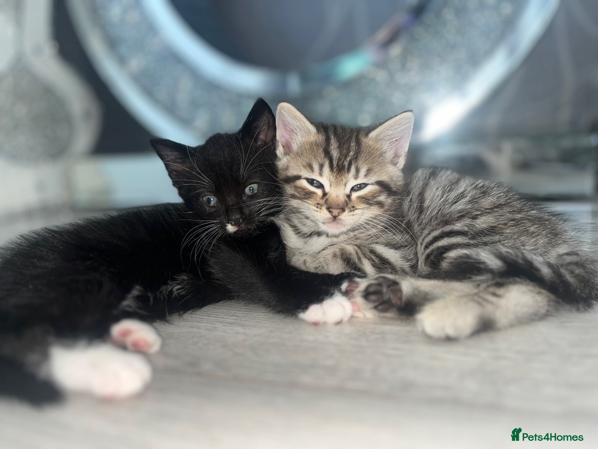 Mixed Breed cats Black and white kitten £50 - Advert 23