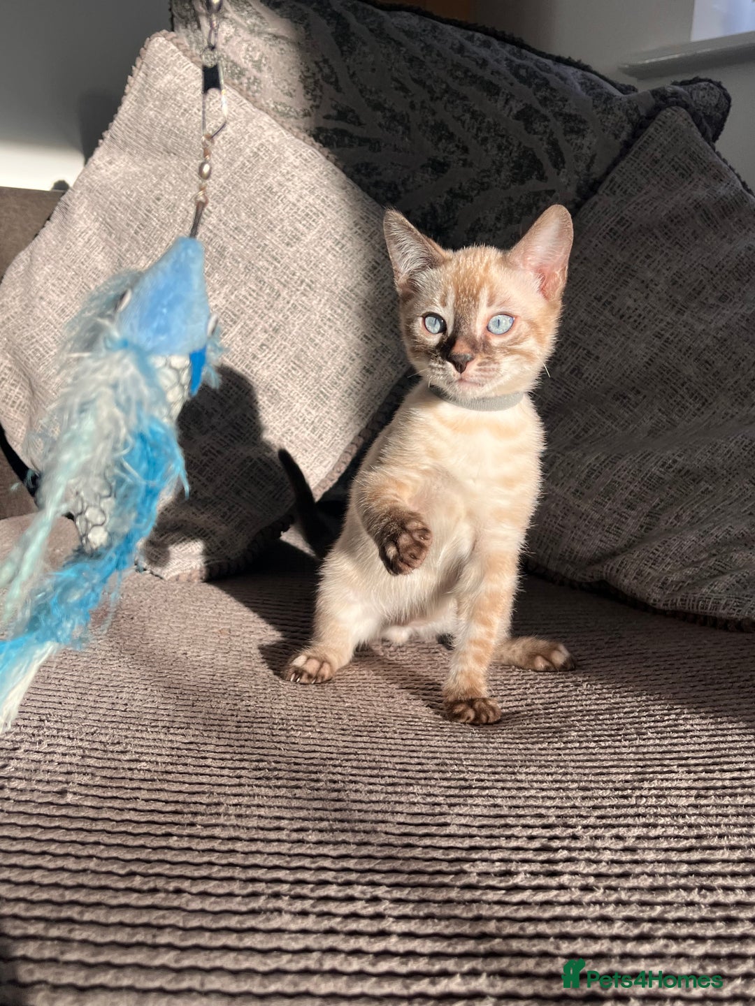 Bengal cats for sale: Stunning full pedigree bengal kittens  - Image 25