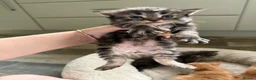 Mixed Breed cats for sale: 7 LEFT - 8 fluffy kittens for sale  - Advert 9