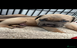 Cane Corso dogs for sale: Cane corso - Image 6