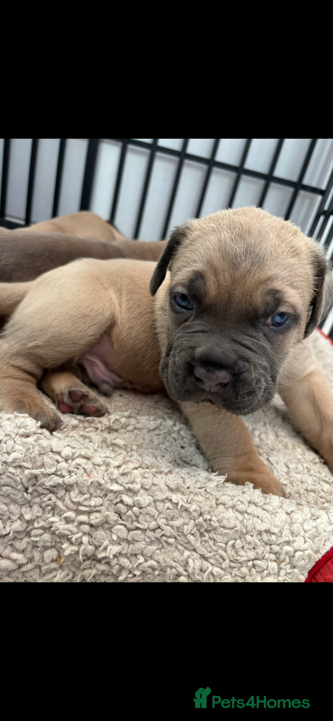 Cane Corso dogs for sale: Cane corso - Image 6